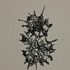 Ferux Laurens Arnaut & Bram Moons